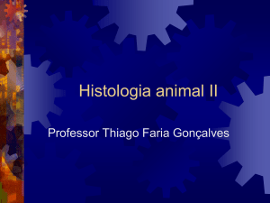 Histologia animal II