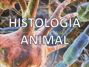 aula histologia animal