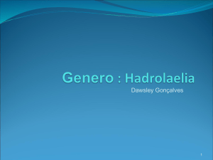 Genero : Hadrolaelia