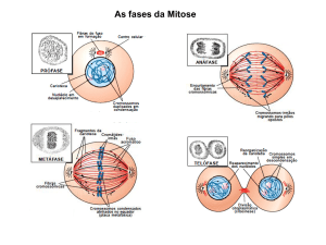 As fases da Mitose Esquema do ciclo celular. Embora ocupe mais