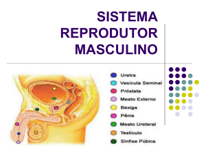 Sistema reprodutor masc. e feme