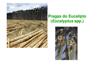 Pragas do Eucalipto (Eucalyptus spp.)