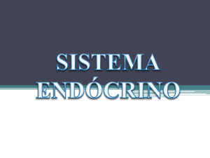 sistema endócrino