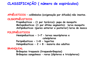 Entomologia-slides-de Classificação quanto ao número de