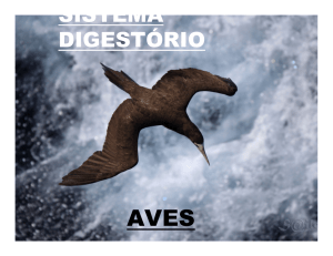 Sistema Digestório - Aves