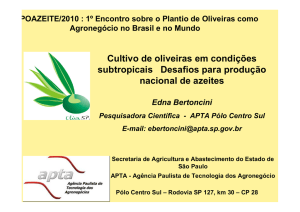Cultivo de oliveiras em condições subtropicais Desafios