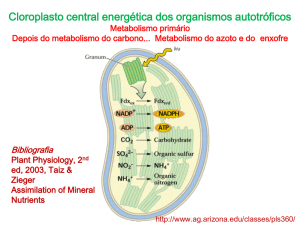 Cloroplasto central energética dos organismos autotróficos
