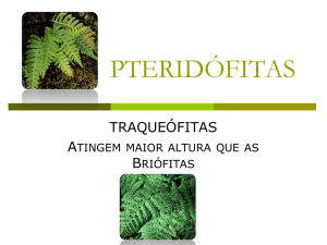 pteridófitas - Liceu Albert Sabin