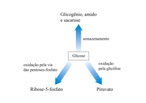 Glicogênio, amido e sacarose Ribose-5-fosfato Piruvato