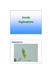 Euglenohyta - Apoio Escolar 24 horas