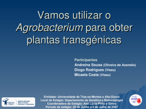 Vamos utilizar o Agrobacterium para obter plantas transgénicas