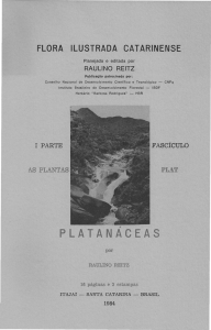 platanaceas - Herbário "Barbosa Rodrigues"