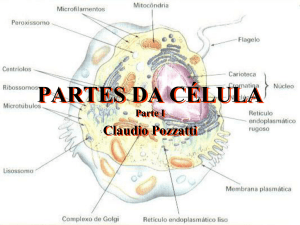 partes da célula