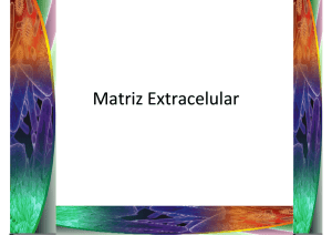 Matriz Extracelular
