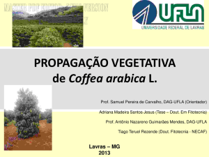 PROPAGAÇÃO VEGETATIVA de Coffea arabica L.