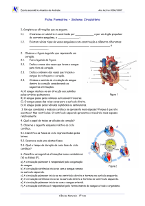 Ficha Formativa – Sistema Circulatório CBA