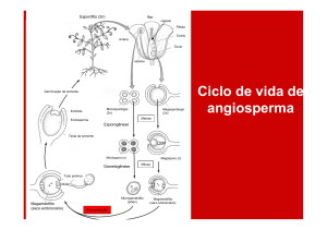 Ciclo de vida de angiosperma