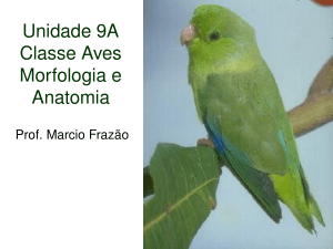Classe Aves - Zoocordados2009