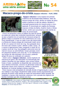 Macaco-prego-de-crista (Sapajus robustus – Kuhl