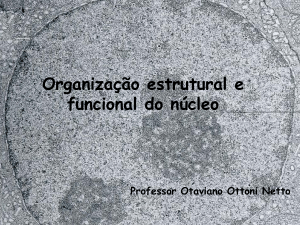Organização estrutural e funcional do núcleo