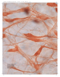 Unidade múltipla: grupo de células nervosas interligadas compõe