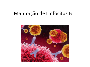 Maturação de Linfócitos B