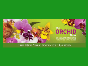 Produção de Orquídeas