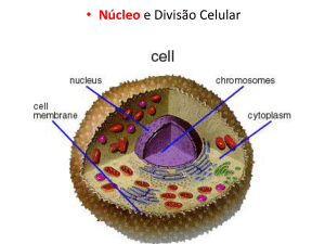 Núcleo e Divisão Celular