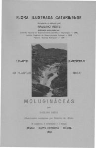 moluginaceas - Herbário "Barbosa Rodrigues"