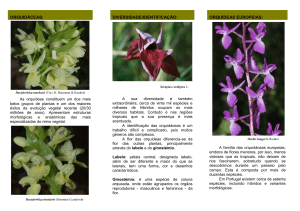 Curso: Introdução à Identificação de Orquídeas Silvestres