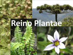 Reino Plantae