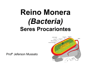 Reino Monera (Bacteria)