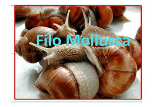 Filo Molusca - biologiavirtual