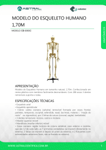 modelo do esqueleto humano 1,70m