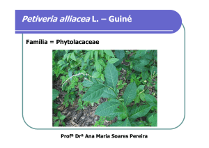 Petiveria alliacea L. – Guiné