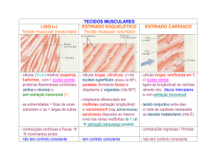 TECIDOS MUSCULARES LISO (+) Tecido muscular involuntário