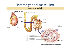 Sistema genital masculino