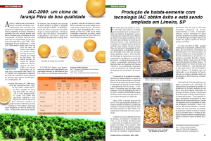 IAC-2000: um clone de laranja Pêra de boa qualidade Produção de