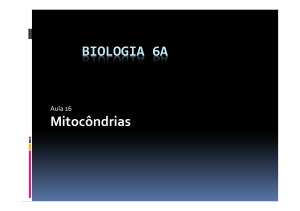 BIOLOGIA 6A Mitocôndrias