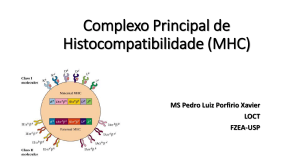 Complexo Principal de Histocompatibilidade (MHC)