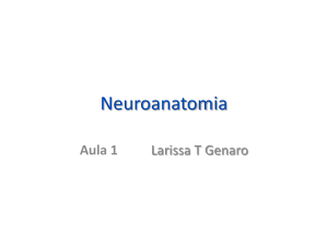 Neuroanatomia - Anatomia