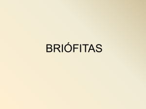 Briofitas N2