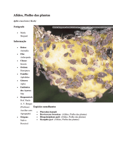 Afídeo, Piolho das plantas