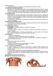 3 – Sistema Muscular