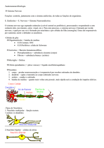 Anatomoneurofisiologia