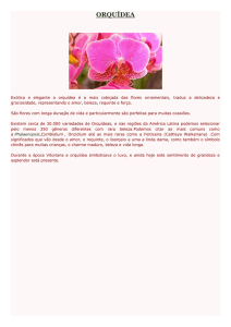 Orquidea | Significado das Flores
