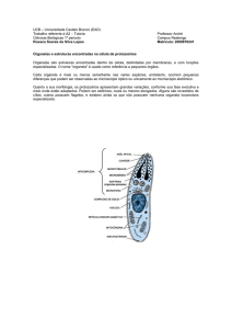 Organelas e estruturas encontradas na célula de protozoários