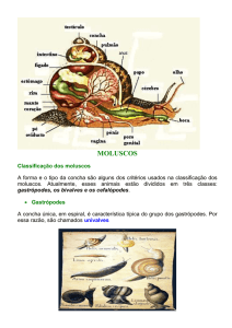 MOLUSCOS Classificação dos moluscos A forma e o tipo da concha