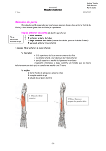 Músculos da perna
