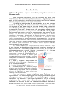Catabolismo Proteíco/Relatório Catabolismo Proteico(2)